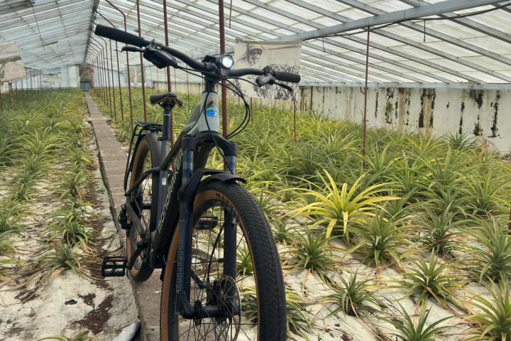 Bicycle on pathway in a greenhouse with rows of small plants and a transparent roof.