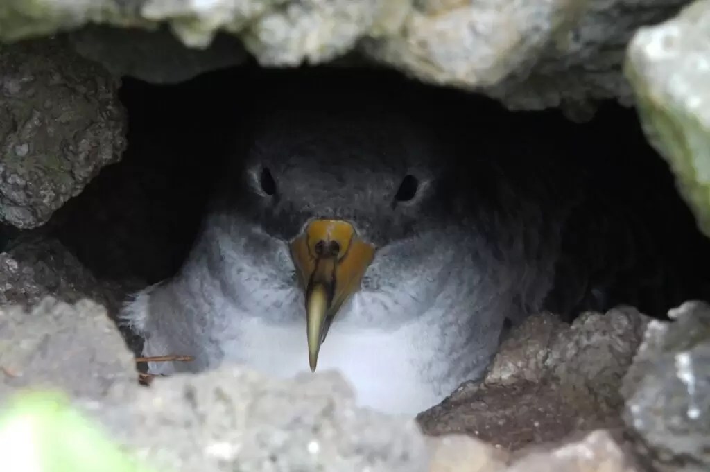 observacao-aves-acores-1-1024×681